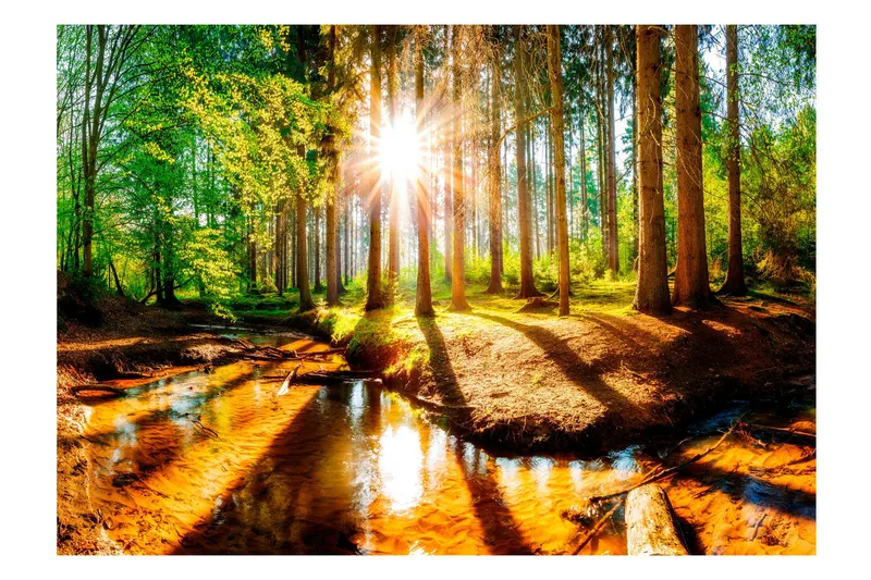 Valokuvatapetti Marvelous Forest 100x70 - Artgeist sp. z o. o. - Sisustustuotteet - Seinäkoristeet - Tapetit - Valokuvatapetit