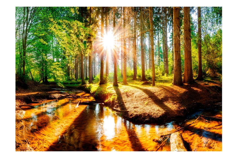 Valokuvatapetti Marvelous Forest 300x210 - Artgeist sp. z o. o. - Sisustustuotteet - Seinäkoristeet - Tapetit - Valokuvatapetit