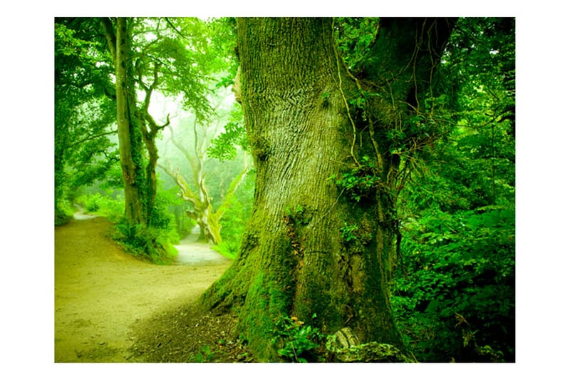 Valokuvatapetti Metsätie 300x231, Artgeist sp. z o. o.
