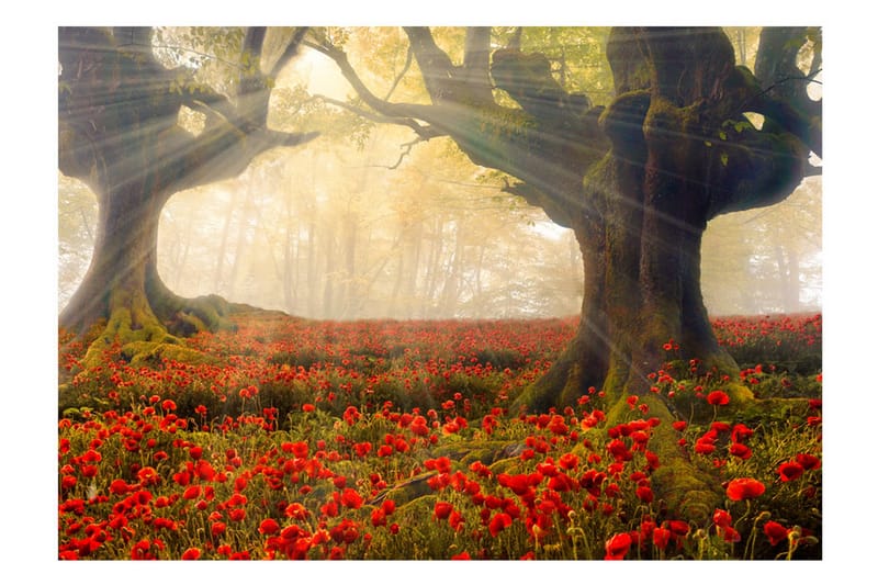 Valokuvatapetti Morning Among Poppies 400x280 - Artgeist sp. z o. o. - Sisustustuotteet - Seinäkoristeet - Tapetit - Valokuvatapetit