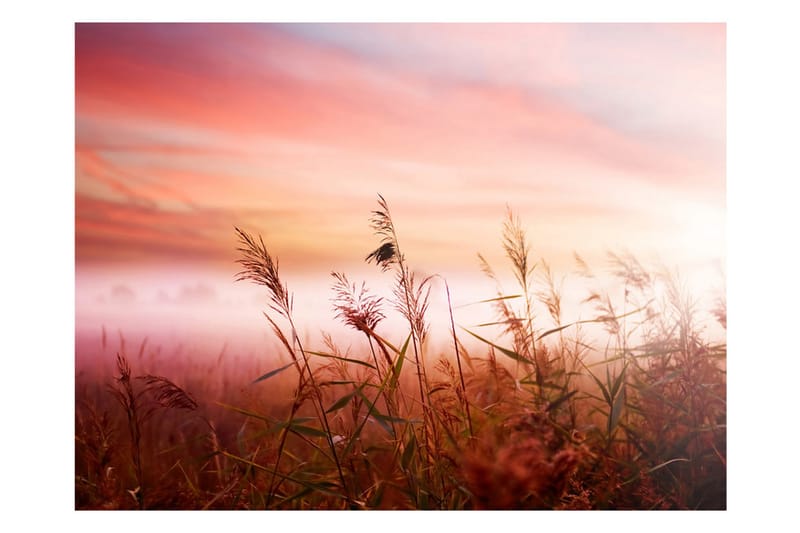 Valokuvatapetti Morning Meadow 250x193 - Artgeist sp. z o. o. - Sisustustuotteet - Seinäkoristeet - Tapetit - Valokuvatapetit