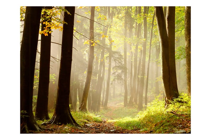 Valokuvatapetti Mysterious Forest Path 250x193 - Artgeist sp. z o. o. - Sisustustuotteet - Seinäkoristeet - Tapetit - Valokuvatapetit