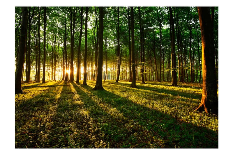 Valokuvatapetti Mystical Morning 350x245 - Artgeist sp. z o. o. - Sisustustuotteet - Seinäkoristeet - Tapetit - Valokuvatapetit