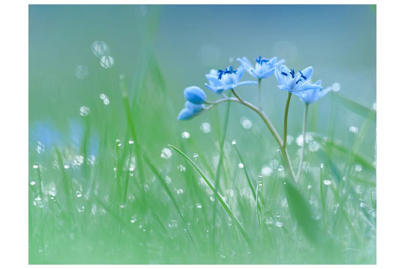 Valokuvatapetti Niitty sarastuksessa 350x270, Artgeist sp. z o. o.