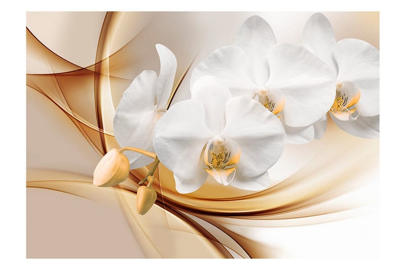 Valokuvatapetti Orchid Blossom 100x70 - Artgeist sp. z o. o. - Sisustustuotteet - Seinäkoristeet - Tapetit - Valokuvatapetit