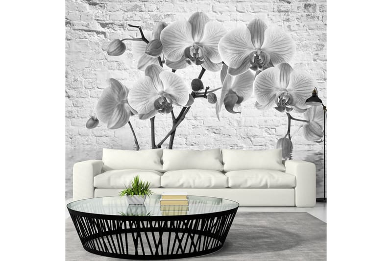 Valokuvatapetti Orchid In Shades Of Gray 300x210, Artgeist sp. z o. o.
