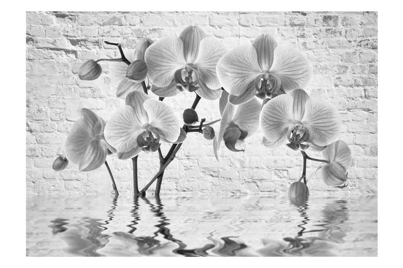 Valokuvatapetti Orchid In Shades Of Gray 400x280 - Artgeist sp. z o. o. - Sisustustuotteet - Seinäkoristeet - Tapetit - Valokuvatapetit