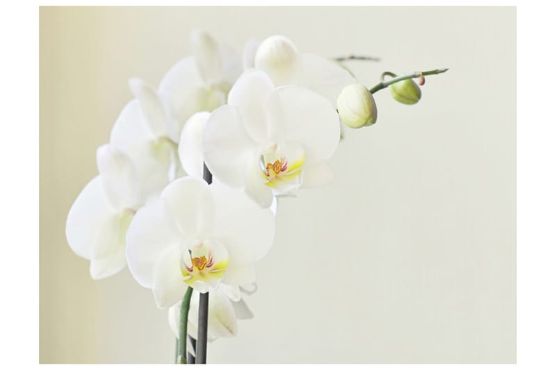 Valokuvatapetti Orchid Valkoinen 200x154 - Artgeist sp. z o. o. - Sisustustuotteet - Seinäkoristeet - Tapetit - Valokuvatapetit