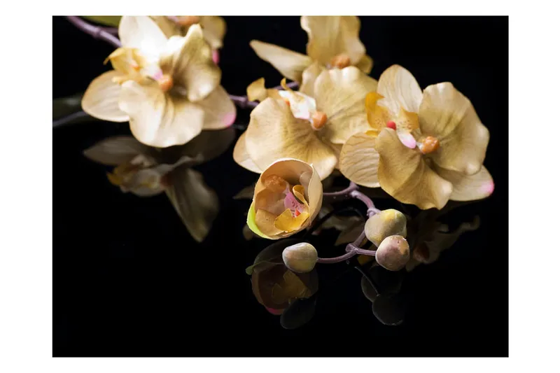 Valokuvatapetti Orchids In Ecru Color 250x193 - Artgeist sp. z o. o. - Sisustustuotteet - Seinäkoristeet - Tapetit - Valokuvatapetit