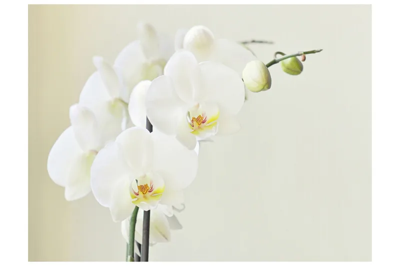 Valokuvatapetti Orchidwhite 300x231 - Artgeist sp. z o. o. - Sisustustuotteet - Seinäkoristeet - Tapetit - Valokuvatapetit