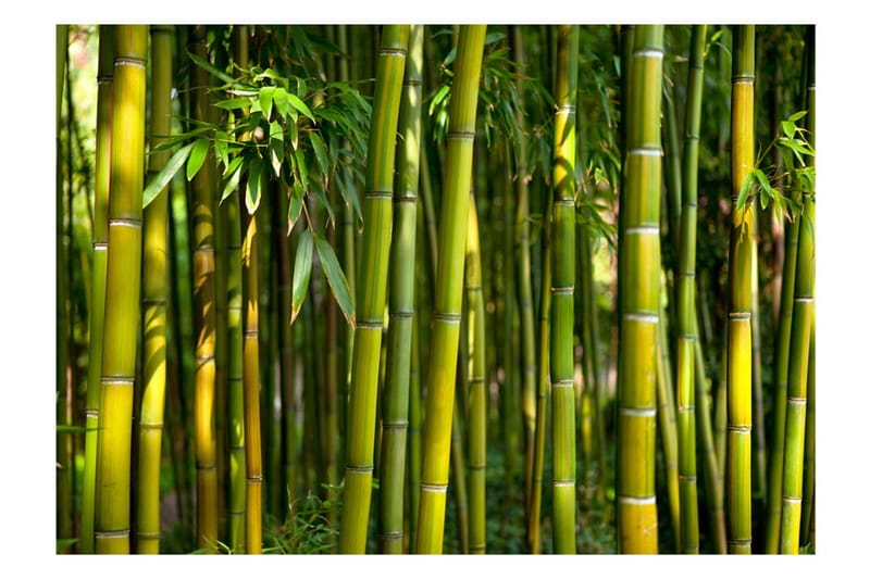 Valokuvatapetti Oriental Garden 100x70 - Artgeist sp. z o. o. - Sisustustuotteet - Seinäkoristeet - Tapetit - Valokuvatapetit