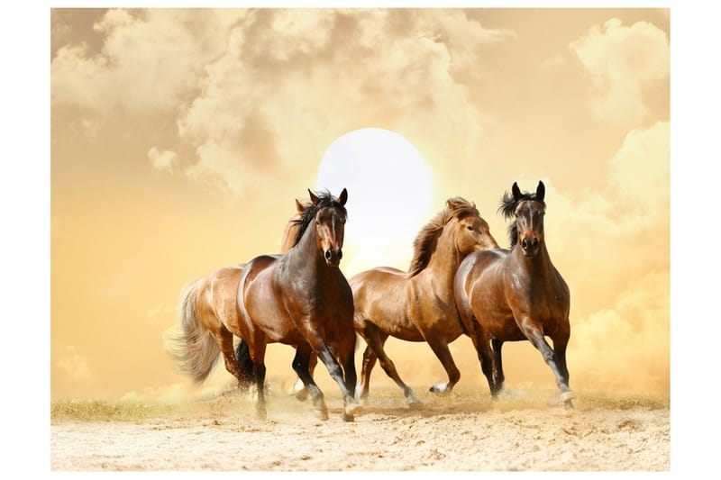 Valokuvatapetti Ratsastushevonen 200x154, Artgeist sp. z o. o.