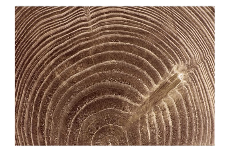 Valokuvatapetti Raw Tree 150x105 - Artgeist sp. z o. o. - Sisustustuotteet - Seinäkoristeet - Tapetit - Valokuvatapetit