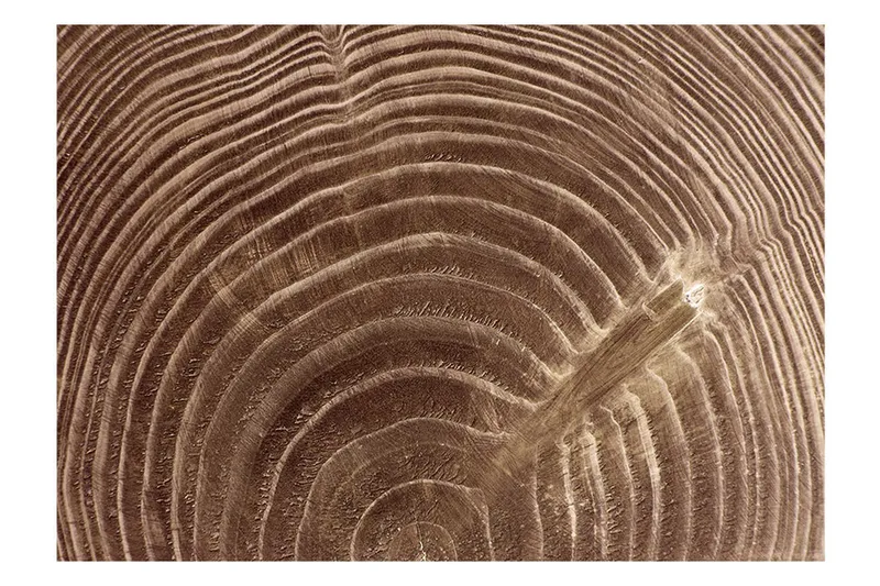 Valokuvatapetti Raw Tree 300x210 - Artgeist sp. z o. o. - Sisustustuotteet - Seinäkoristeet - Tapetit - Valokuvatapetit