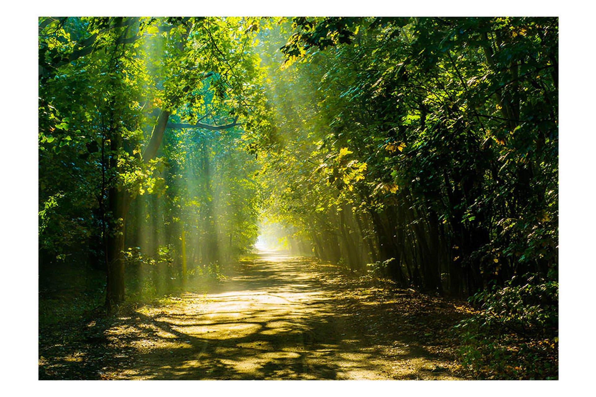 Valokuvatapetti Road In Sunlight 250x175 - Artgeist sp. z o. o. - Sisustustuotteet - Seinäkoristeet - Tapetit - Valokuvatapetit