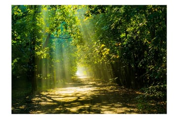 Valokuvatapetti Road In Sunlight 250x175 - Artgeist sp. z o. o. - Sisustustuotteet - Seinäkoristeet - Tapetit - Valokuvatapetit