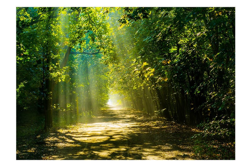 Valokuvatapetti Road In Sunlight 250x175 - Artgeist sp. z o. o. - Sisustustuotteet - Seinäkoristeet - Tapetit - Valokuvatapetit