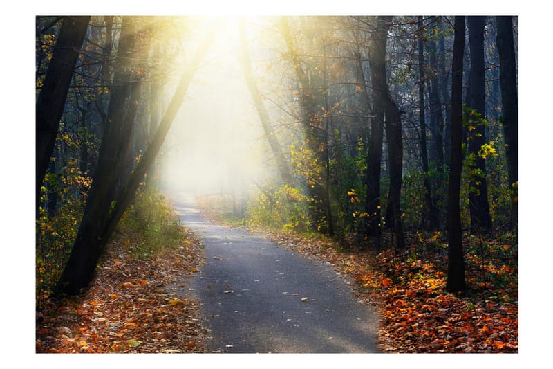 Valokuvatapetti Road Through The Forest 300x210 - Artgeist sp. z o. o. - Sisustustuotteet - Seinäkoristeet - Tapetit - Valokuvatapetit