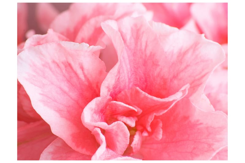 Valokuvatapetti Roosat Atsalean kukat 350x270, Artgeist sp. z o. o.