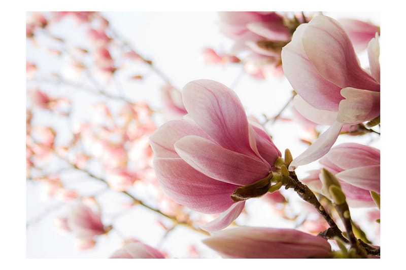 Valokuvatapetti Rosa Magnolia 300x231 - Artgeist sp. z o. o. - Sisustustuotteet - Seinäkoristeet - Tapetit - Valokuvatapetit