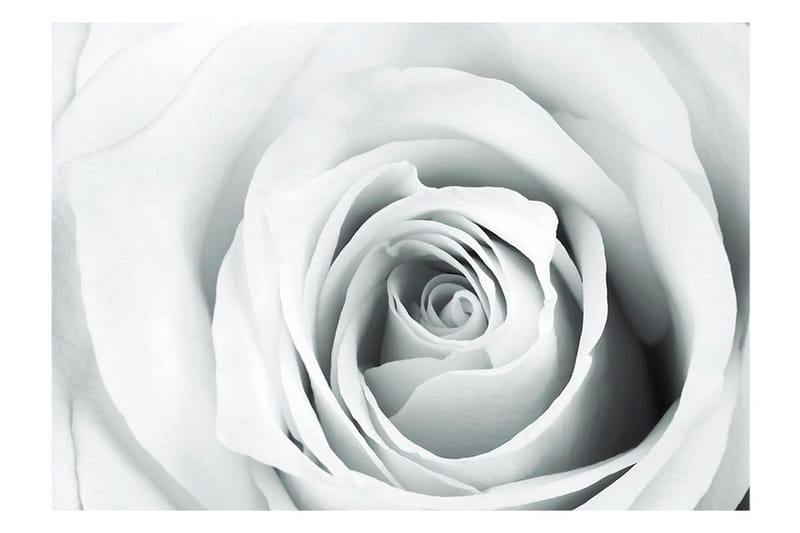 Valokuvatapetti Rose Charade 150x105 - Artgeist sp. z o. o. - Sisustustuotteet - Seinäkoristeet - Tapetit - Valokuvatapetit