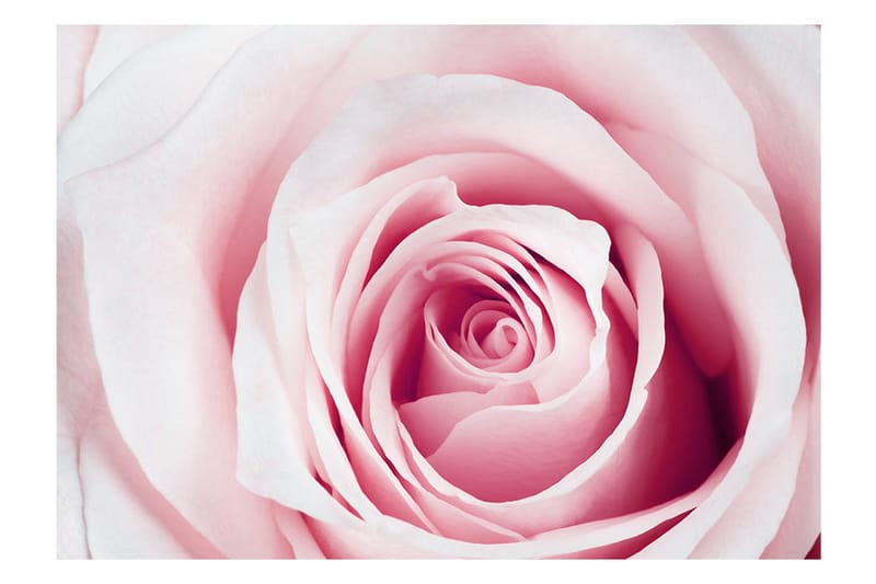Valokuvatapetti Rose Maze 250x175 - Artgeist sp. z o. o. - Sisustustuotteet - Seinäkoristeet - Tapetit - Valokuvatapetit