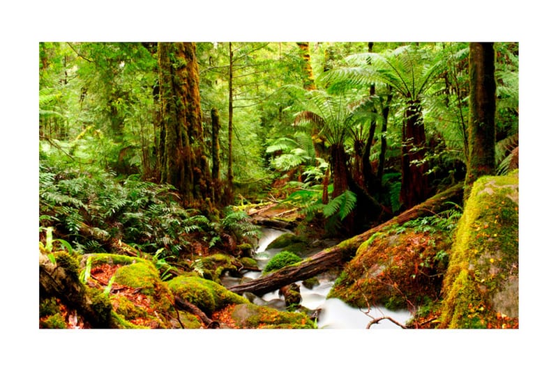 Valokuvatapetti Sademetsä 450x270, Artgeist sp. z o. o.