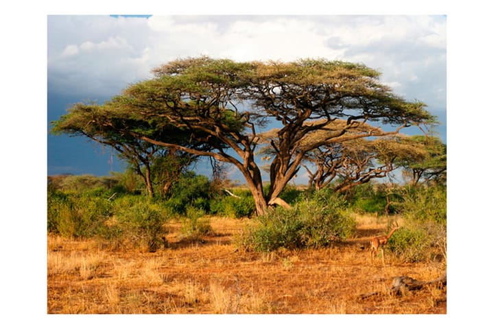Valokuvatapetti Samburu National Reserve Kenya 200x154 - Artgeist sp. z o. o. - Valokuvatapetit