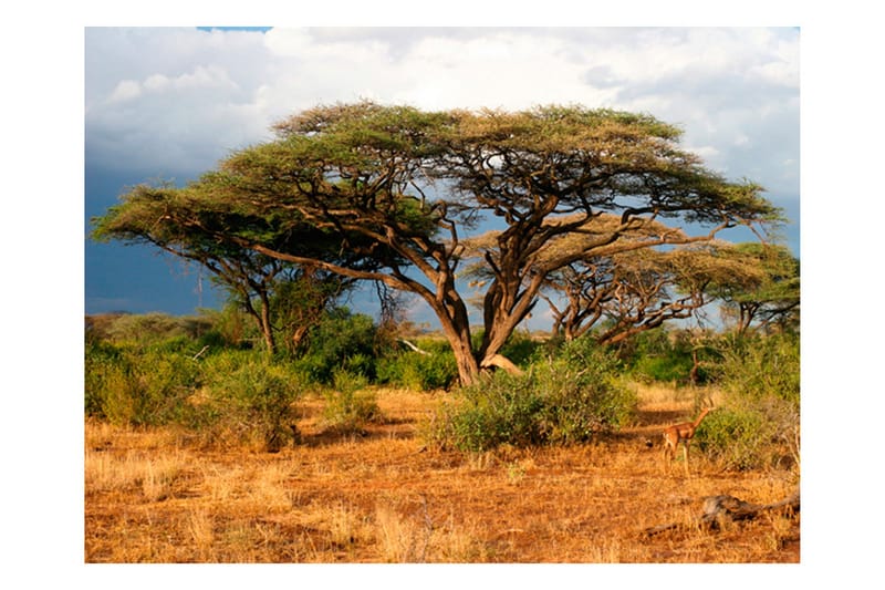 Valokuvatapetti Samburu National Reserve Kenya 400x309, Artgeist sp. z o. o.