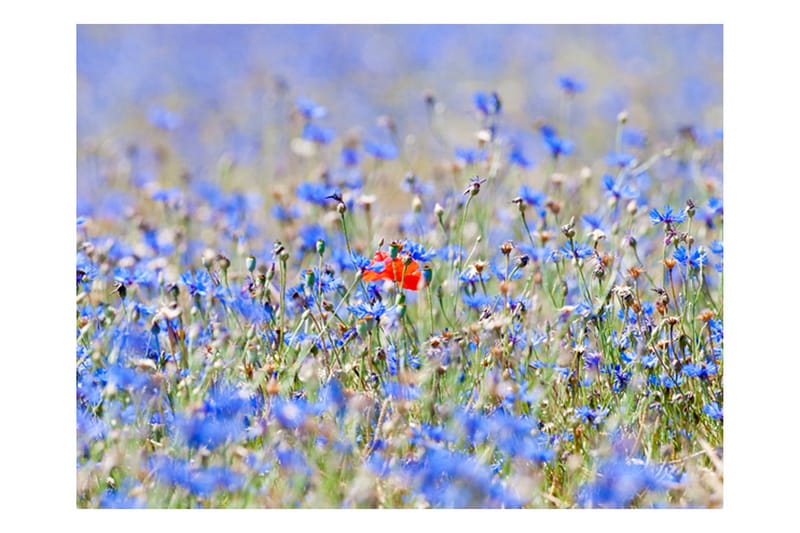 Valokuvatapetti Sky-Colored Meadow Cornflowers 200x154 - Artgeist sp. z o. o. - Valokuvatapetit