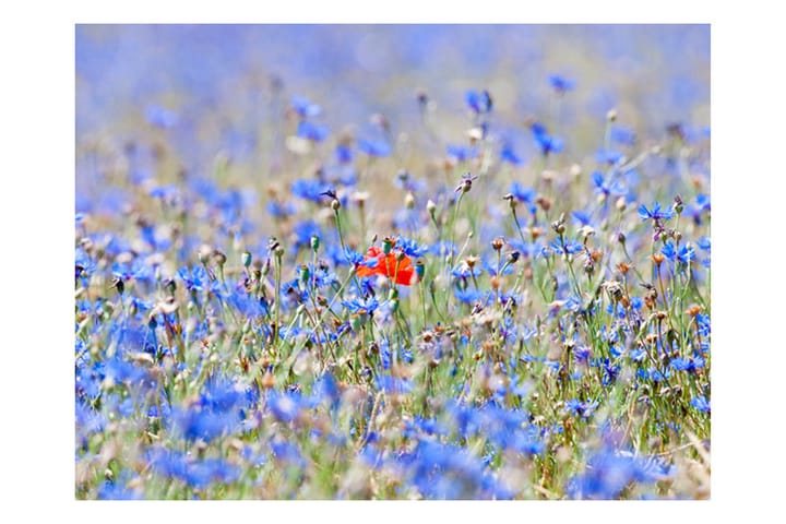 Valokuvatapetti Sky-Colored Meadow Cornflowers 250x193 - Artgeist sp. z o. o. - Valokuvatapetit