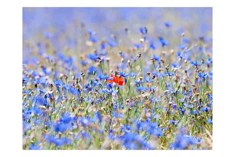 Valokuvatapetti Sky-Colored Meadow Cornflowers 350x270, Artgeist sp. z o. o.