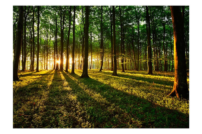 Valokuvatapetti Spring Morning In The Forest 100x70 - Artgeist sp. z o. o. - Sisustustuotteet - Seinäkoristeet - Tapetit - Valokuvatapetit