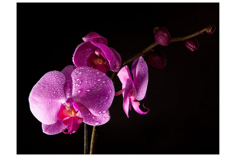 Valokuvatapetti Stylish Orchids 350x270 - Artgeist sp. z o. o. - Sisustustuotteet - Seinäkoristeet - Tapetit - Valokuvatapetit