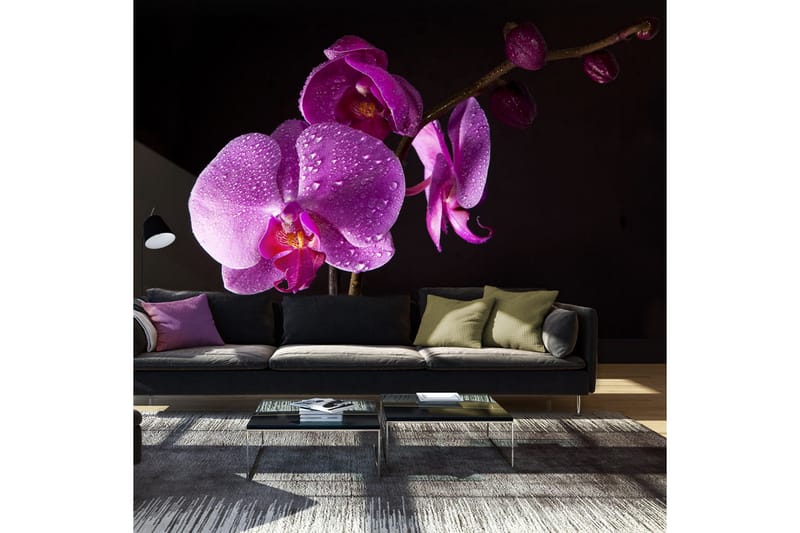 Valokuvatapetti Stylish Orchids 450x270, Artgeist sp. z o. o.