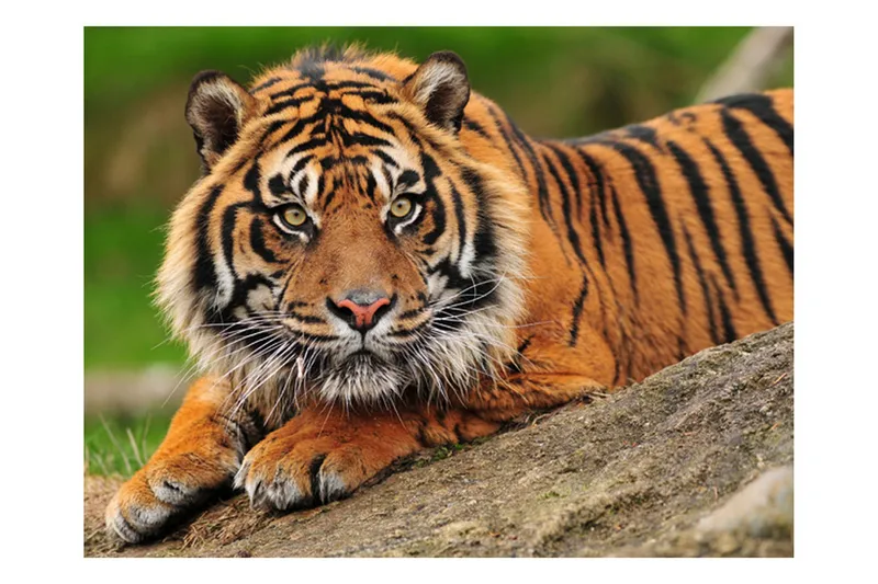 Valokuvatapetti Sumatra Tiger 400x309, Artgeist sp. z o. o.