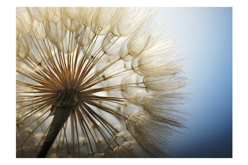 Valokuvatapetti Summer Delight 350x245 - Artgeist sp. z o. o. - Sisustustuotteet - Seinäkoristeet - Tapetit - Valokuvatapetit