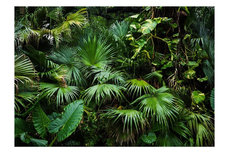 Valokuvatapetti Sunny Jungle 200x140, Artgeist sp. z o. o.