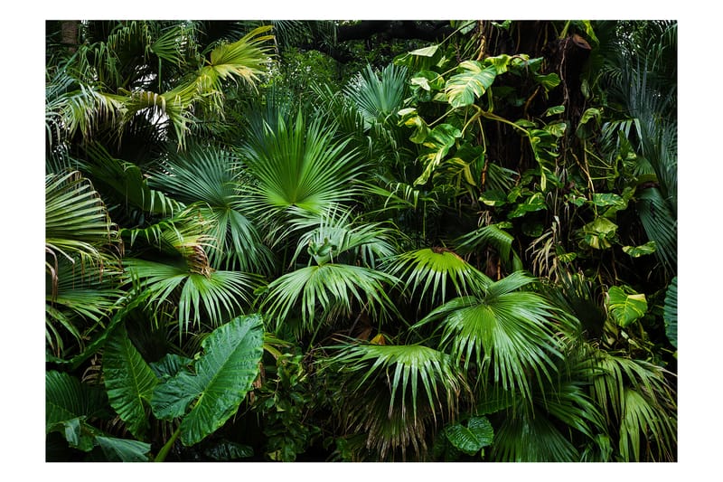 Valokuvatapetti Sunny Jungle 350x245 - Artgeist sp. z o. o. - Sisustustuotteet - Seinäkoristeet - Tapetit - Valokuvatapetit