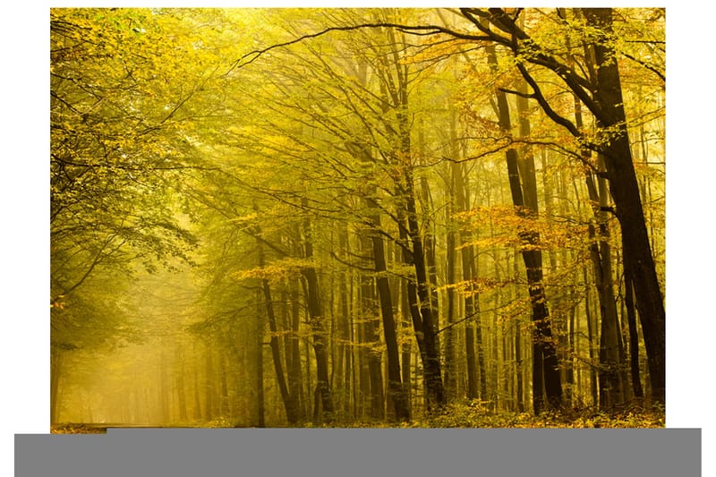 Valokuvatapetti Syksyinen tie metsässä 400x309, Artgeist sp. z o. o.