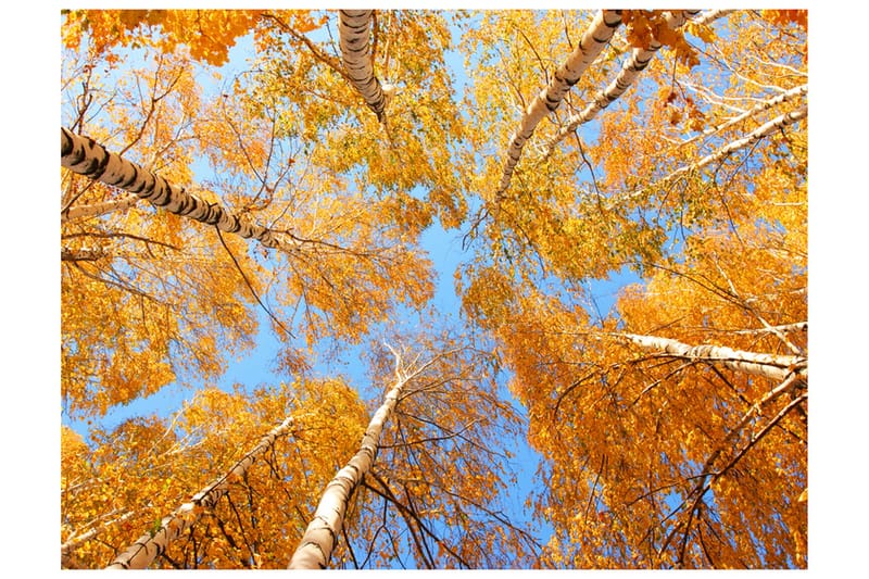 Valokuvatapetti Syksyiset Puunlatvat 250x193, Artgeist sp. z o. o.