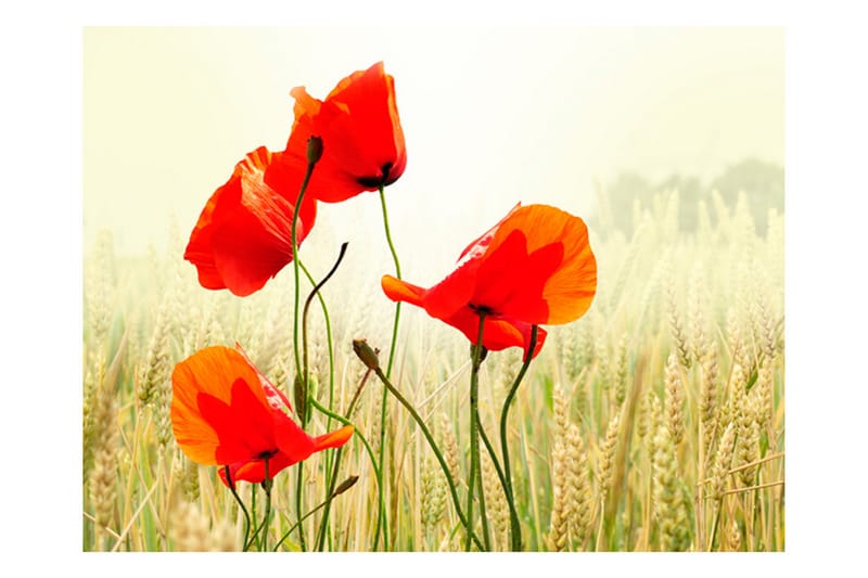 Valokuvatapetti The Fine With Wild Poppies 250x193 - Artgeist sp. z o. o. - Sisustustuotteet - Seinäkoristeet - Tapetit - Valokuvatapetit