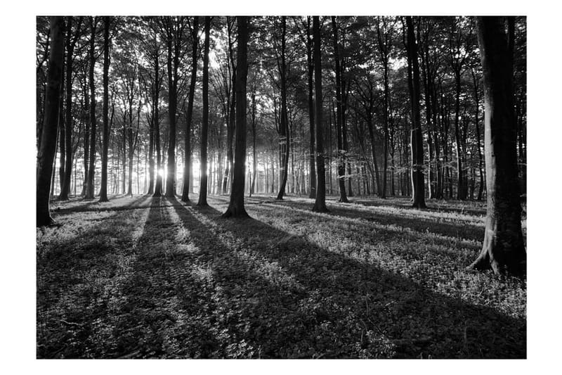 Valokuvatapetti The Light In The Forest 200x140 - Artgeist sp. z o. o. - Sisustustuotteet - Seinäkoristeet - Tapetit - Valokuvatapetit