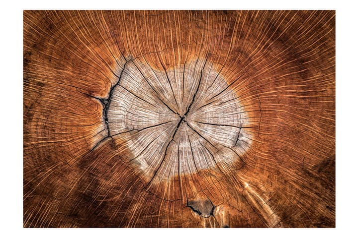 Valokuvatapetti The Soul Of A Tree 100x70 - Artgeist sp. z o. o. - Valokuvatapetit