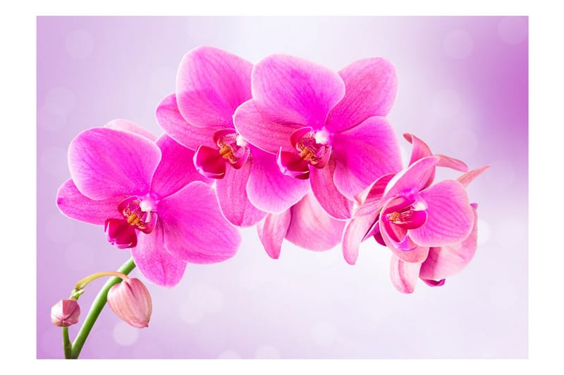 Valokuvatapetti Thoughtfulness 400x280 - Artgeist sp. z o. o. - Sisustustuotteet - Seinäkoristeet - Tapetit - Valokuvatapetit