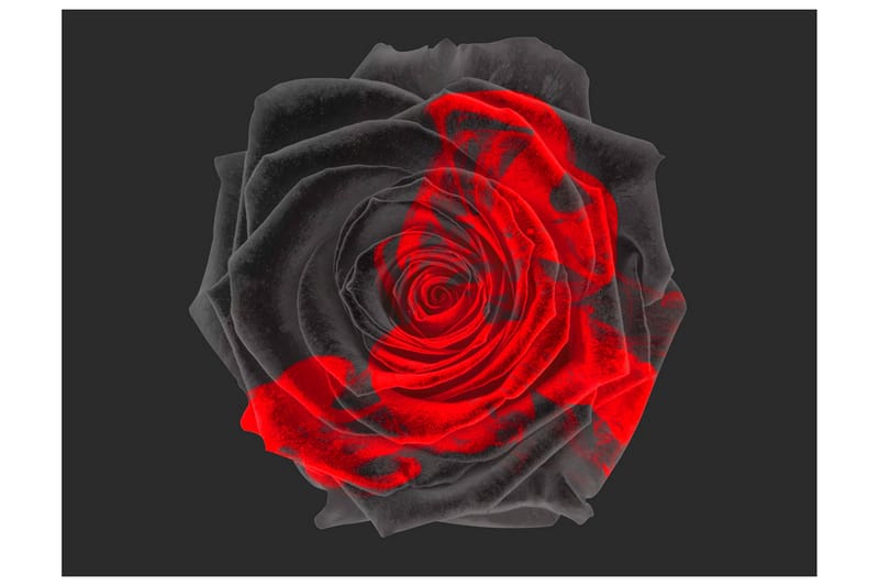 Valokuvatapetti Transformation 400x309, Artgeist sp. z o. o.