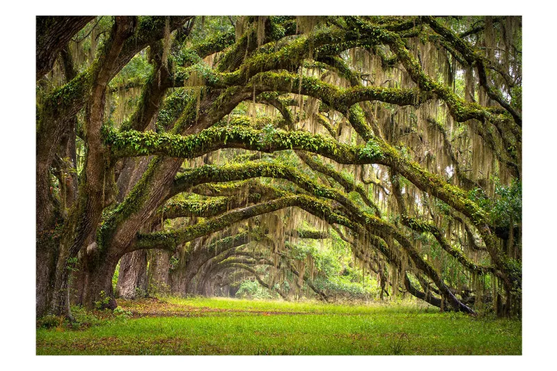 Valokuvatapetti Tree Embrace 200x140, Artgeist sp. z o. o.