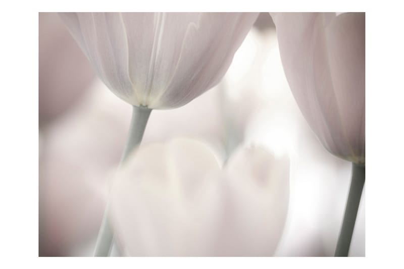 Valokuvatapetti Tulips Fine Art Black And White 200x154 - Artgeist sp. z o. o. - Sisustustuotteet - Seinäkoristeet - Tapetit - Valokuvatapetit