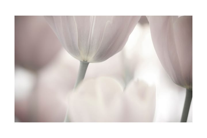 Valokuvatapetti Tulips Fine Art Black And White 450x270 - Artgeist sp. z o. o. - Valokuvatapetit