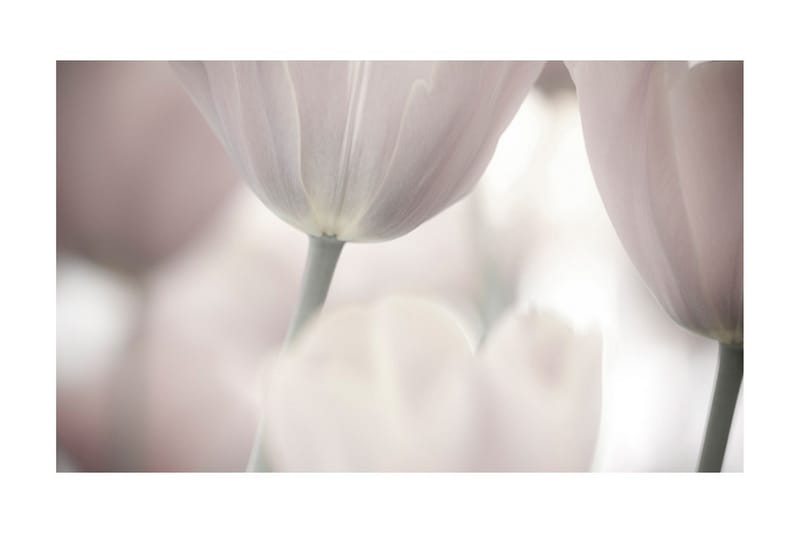 Valokuvatapetti Tulips Fine Art Black And White 450x270 - Artgeist sp. z o. o. - Sisustustuotteet - Seinäkoristeet - Tapetit - Valokuvatapetit